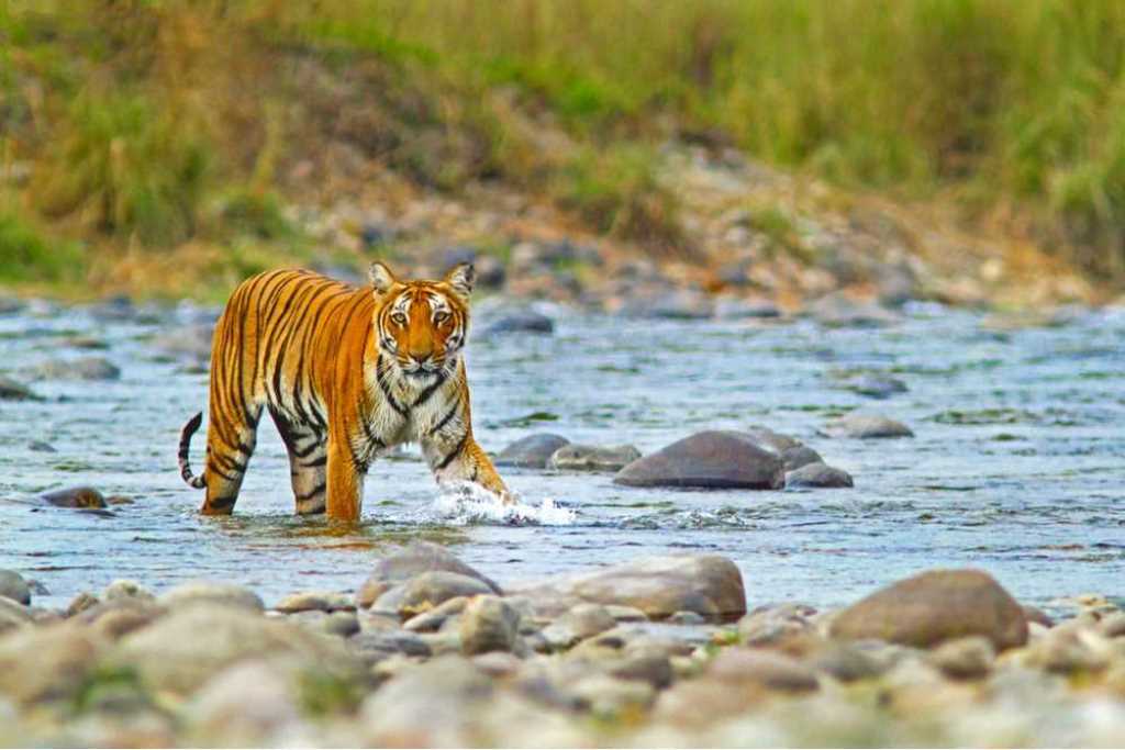Jim Corbett Tour Packages | Best Amazing Deals 80% Off