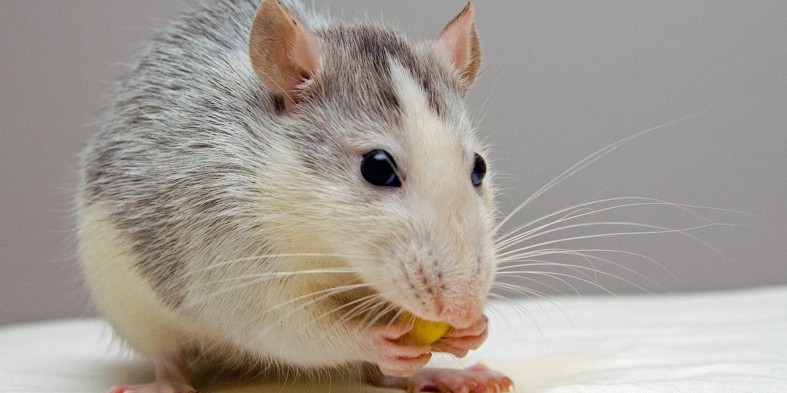 Whizolosophy | "Gourmet Rodent Dining: What Do Mice Eat and How to Keep Them at Bay"