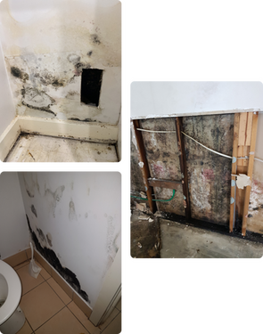 Thorough mould cleaning to get exceptional air quality - Local Home Service Pros Article By Capital Restoration Cleaning