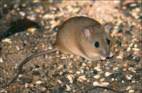 Rat Removal Dandenong, Mice, Rodent Control Dandenong