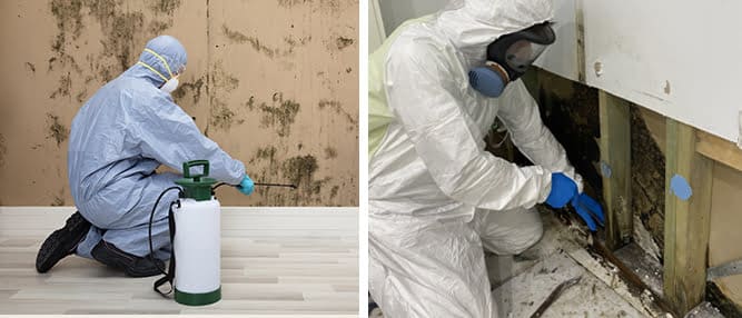 Mould Removal Melbourne | Mould Cleaning Specialist | Capital Facility Services